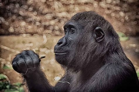 G­o­r­i­l­l­e­r­d­e­ ­i­l­k­ ­k­e­z­ ­k­o­r­o­n­a­v­i­r­ü­s­ ­g­ö­r­ü­l­d­ü­